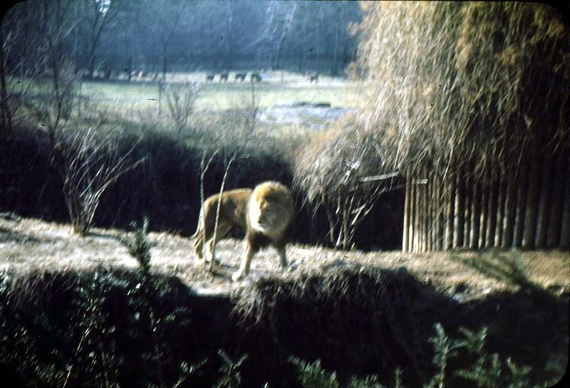 1947_10_Zoo0003.JPG