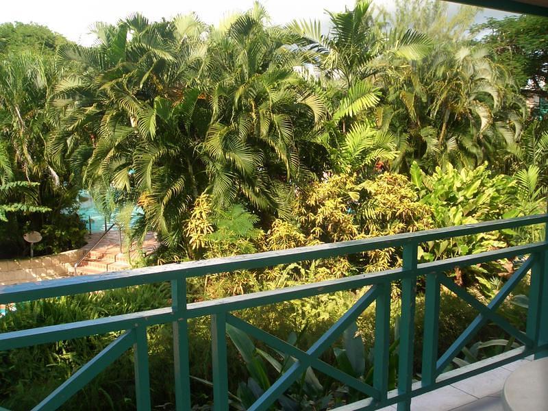 trees from room