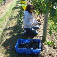 Wine Harvest & Crush at Sannino Vineyard